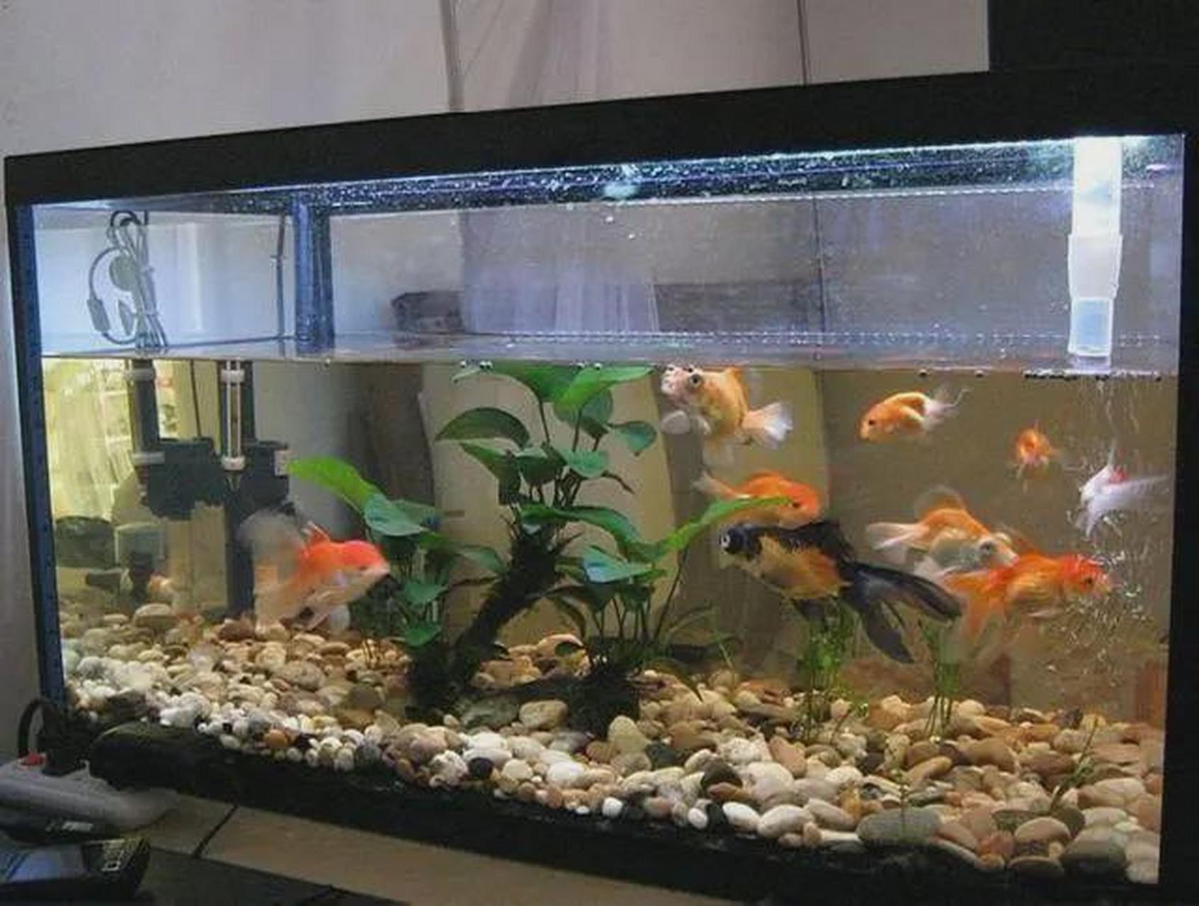 鱼缸摆放风水