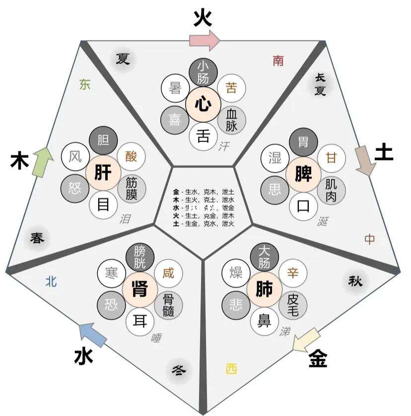 科普展现:五脏五行（五脏五行属什么关系）