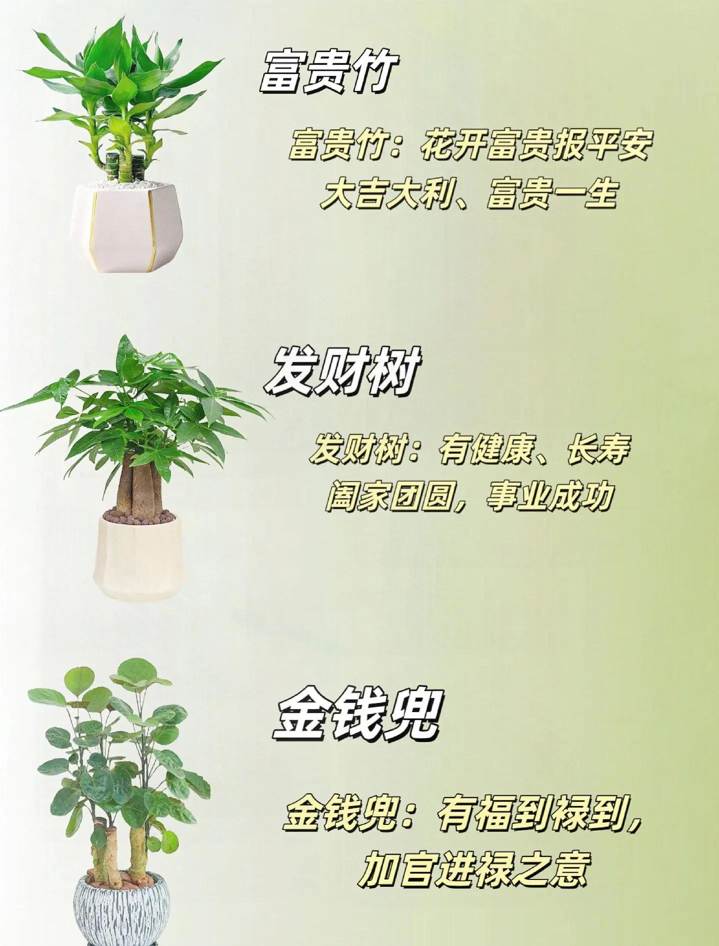 旺宅旺财植物花卉