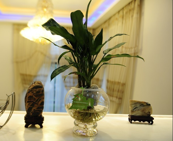 科普展现:玄关植物风水讲究（玄关 植物）