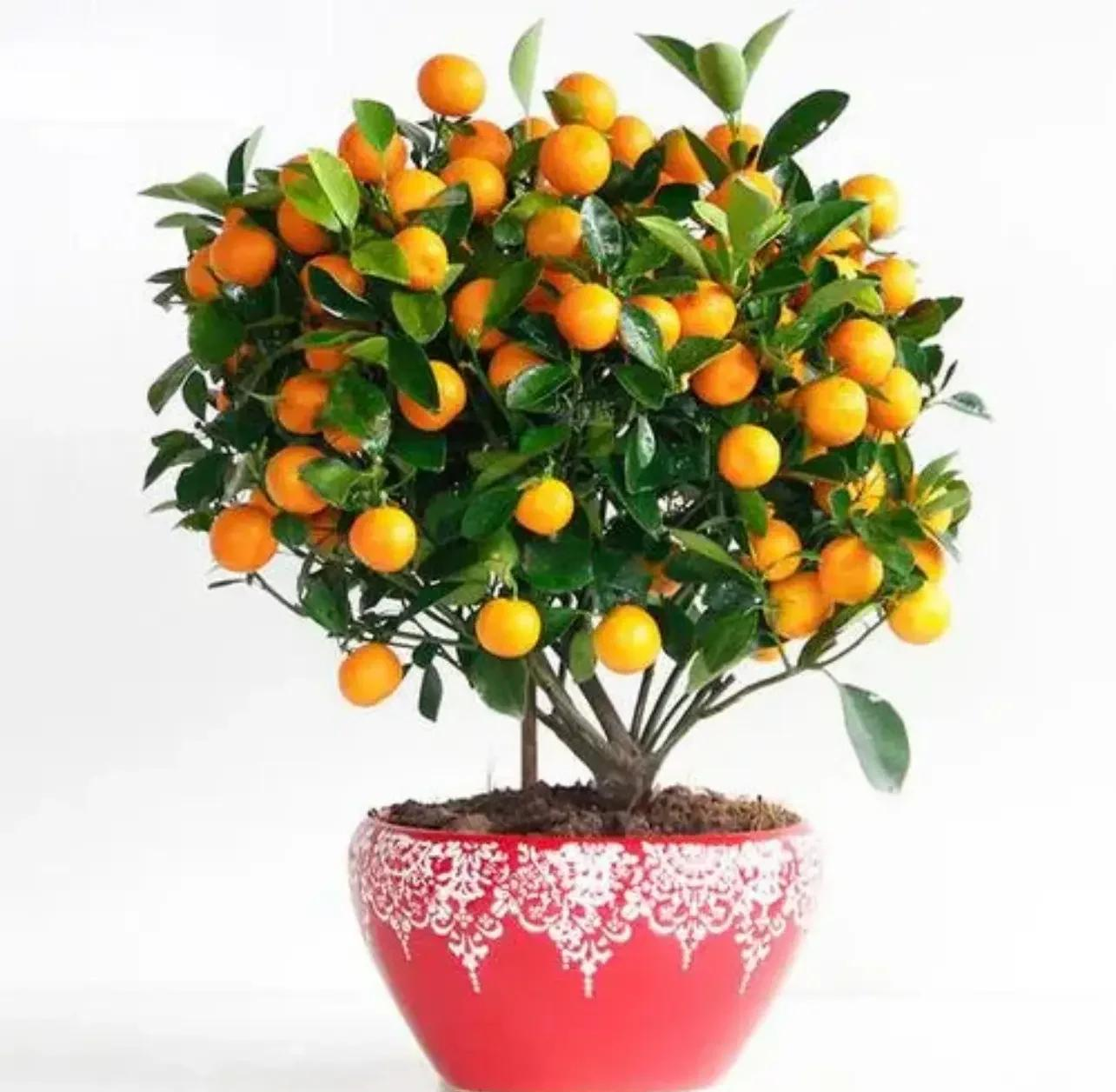家居植物摆放风水
