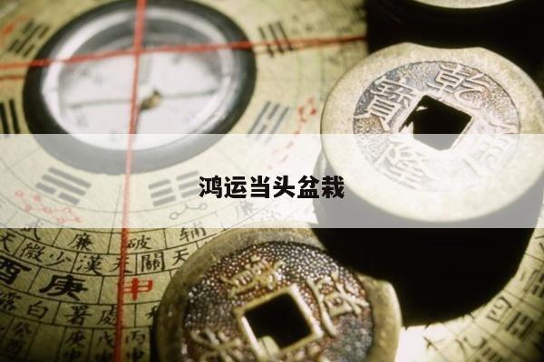 鸿运当头盆栽