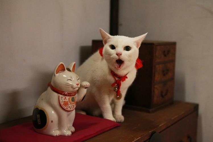 猫侍 剧场版,猫侍 剧场版在线观看